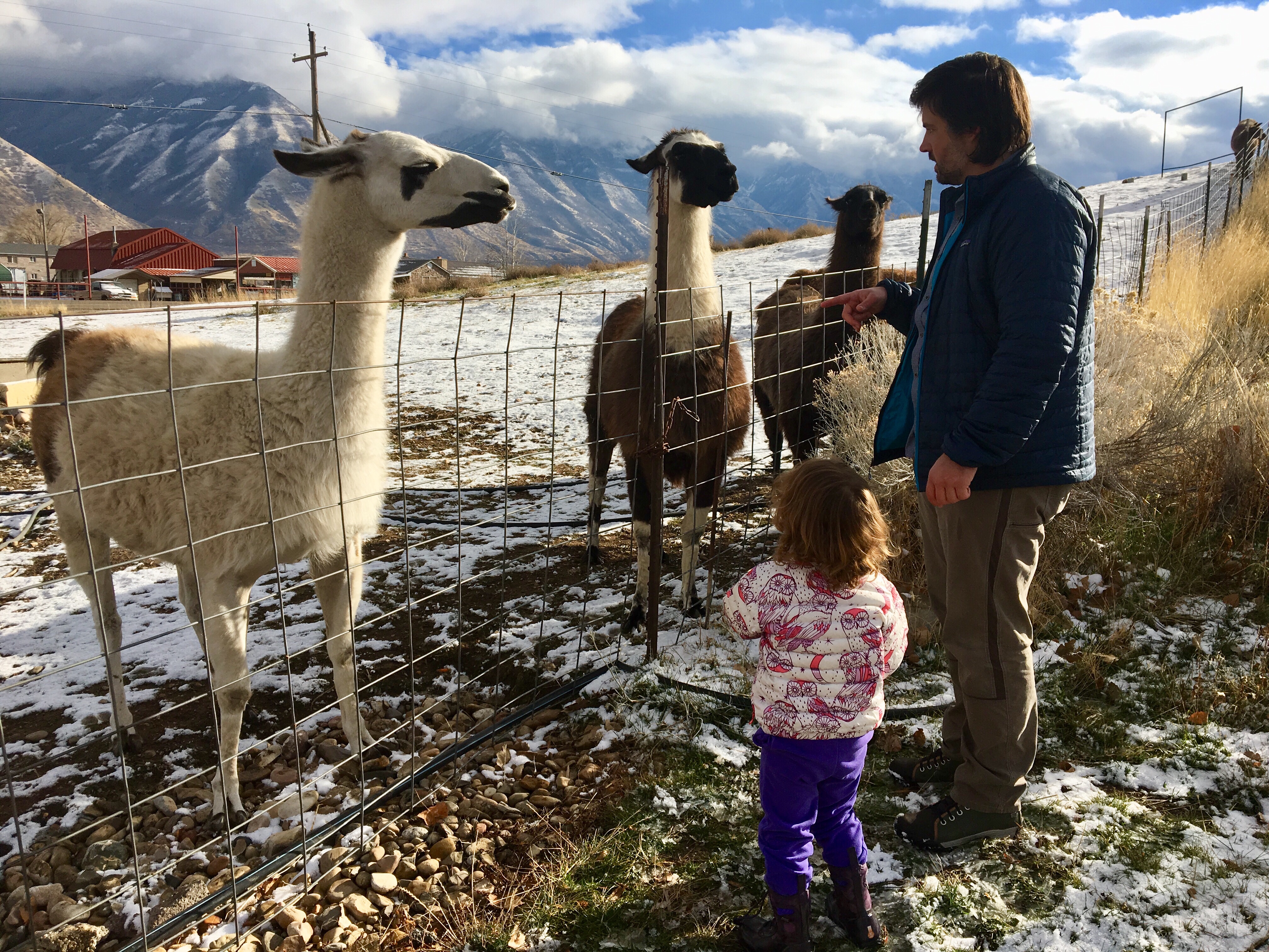 Llamas, very interested in our carrots.